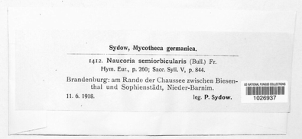 Agrocybe pediades image